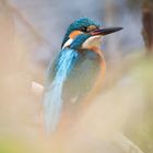 Eisvogel im natürlichen Rahmen 