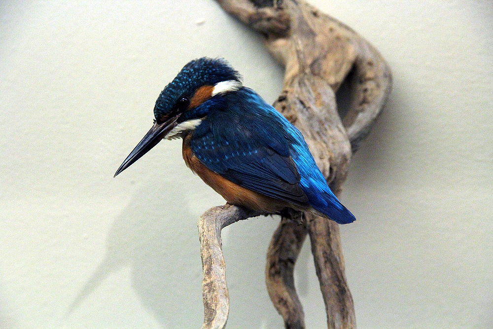 Eisvogel im Naturkundemuseum.