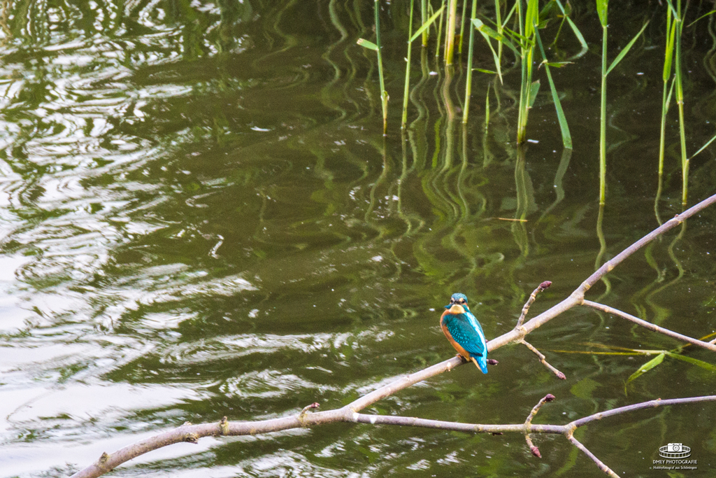 Eisvogel im Naturschutzgebiet