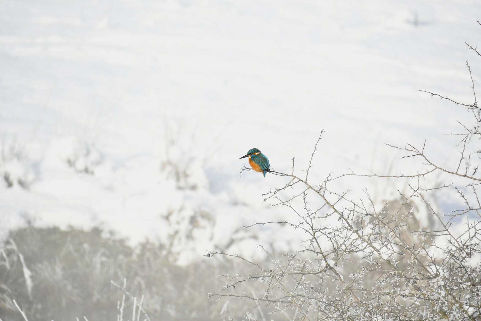 Eisvogel im Nebel 