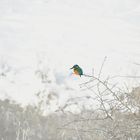 Eisvogel im Nebel 