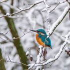 Eisvogel im Neuschnee