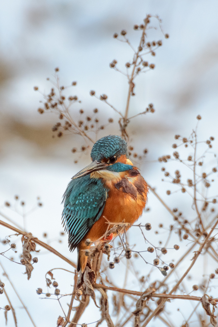 Eisvogel im Park