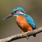 Eisvogel im Profil