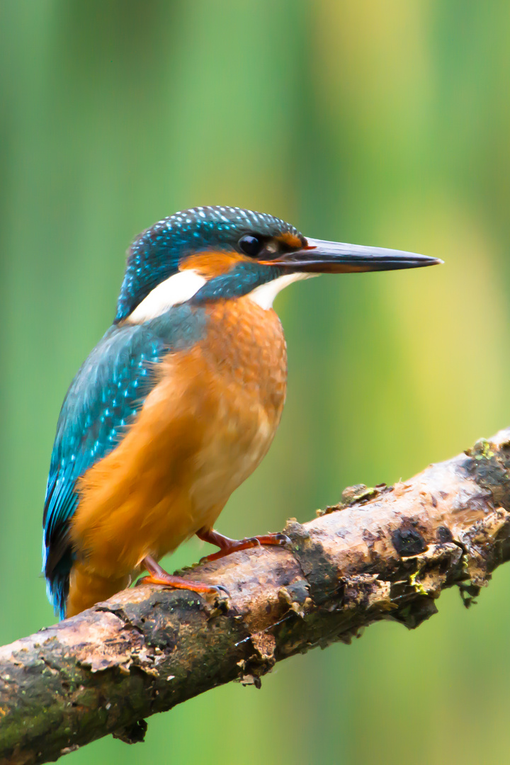 Eisvogel im Rausch