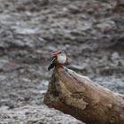 Eisvogel im Regen