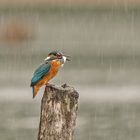 Eisvogel im Regen