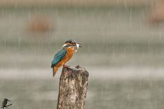 Eisvogel im Regen