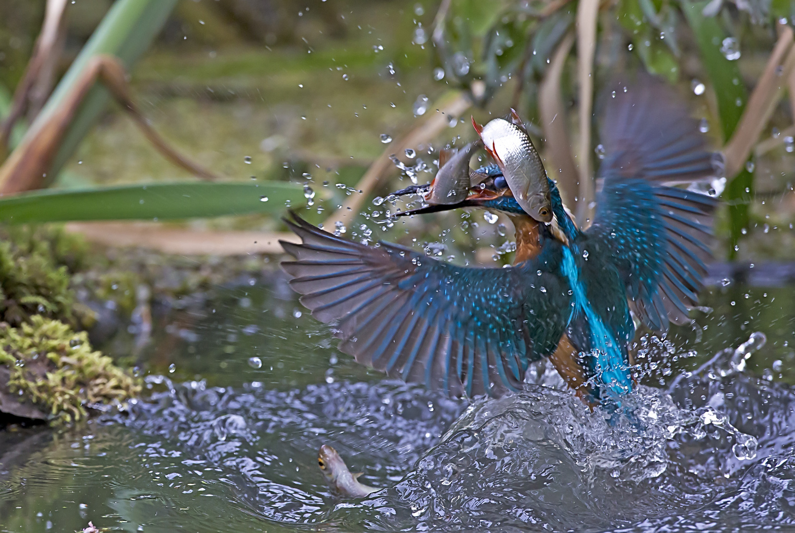 Eisvogel im Rotfederschwarm