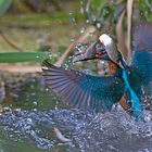 Eisvogel im Rotfederschwarm