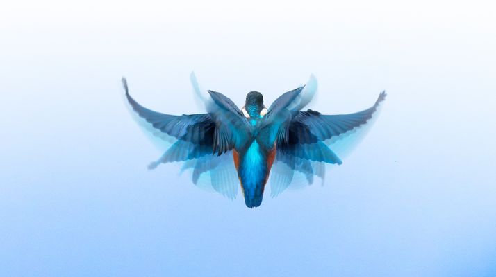 Eisvogel im Rüttelflug