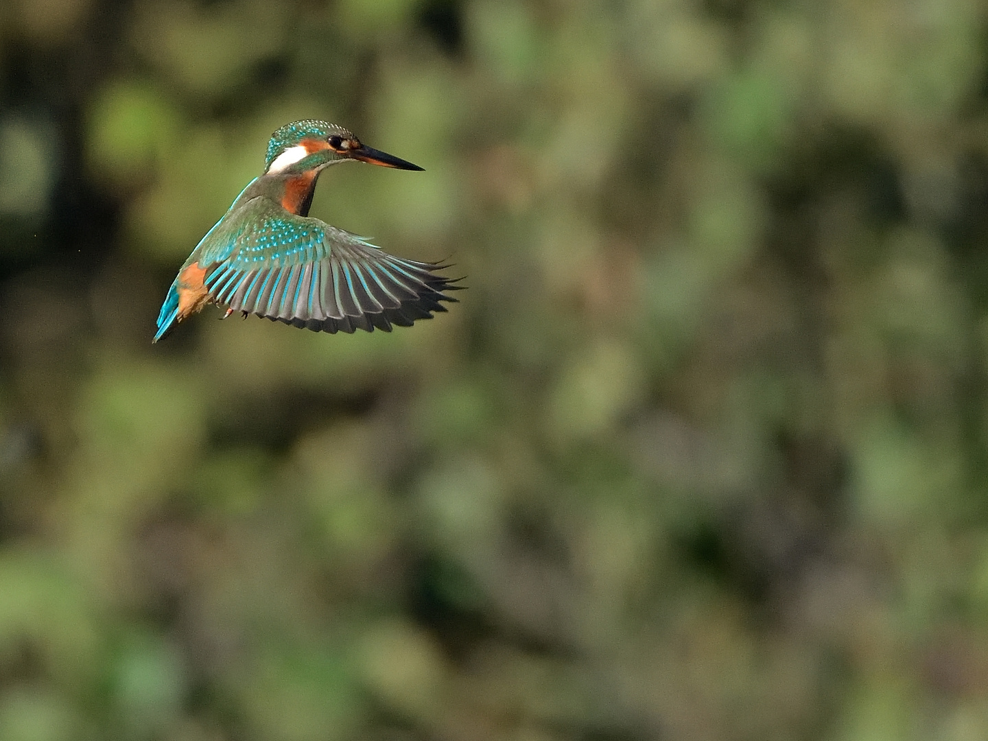 Eisvogel im Rüttelflug