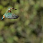 Eisvogel im Rüttelflug