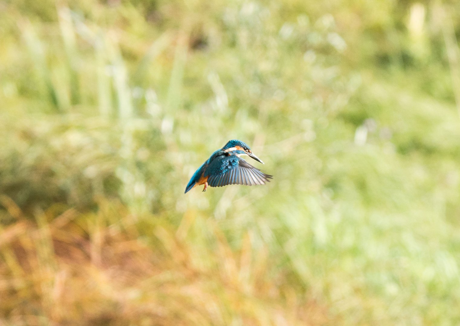 Eisvogel im Rüttelflug