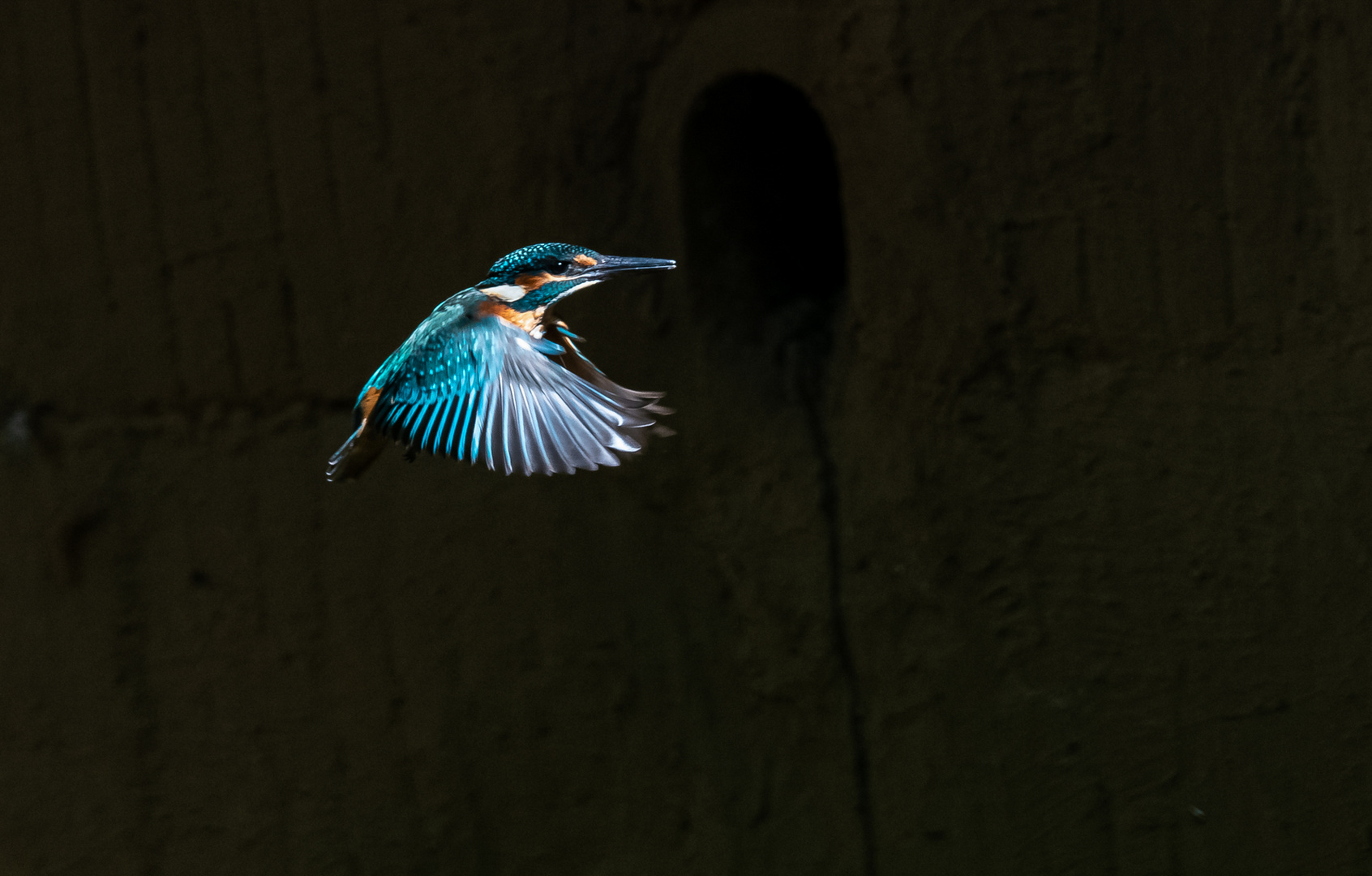 Eisvogel im Rüttelflug ...