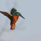 Eisvogel im Rüttelflug bei der Jagd (Bild 1)