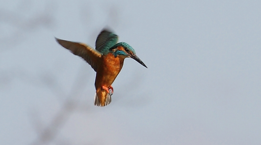 Eisvogel im Rüttelflug bei der Jagd (Bild 1)