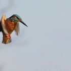 Eisvogel im Rüttelflug bei der Jagd (Bild 2)