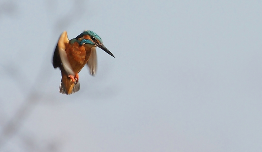 Eisvogel im Rüttelflug bei der Jagd (Bild 2)