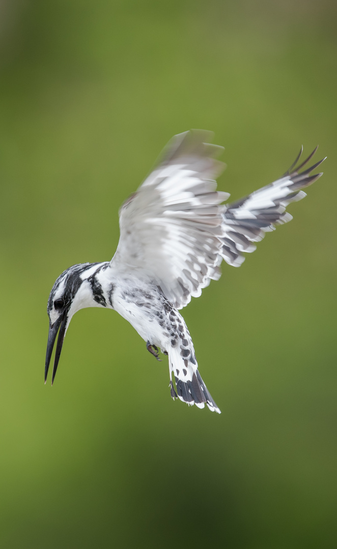 Eisvogel im Rüttelflug