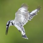 Eisvogel im Rüttelflug