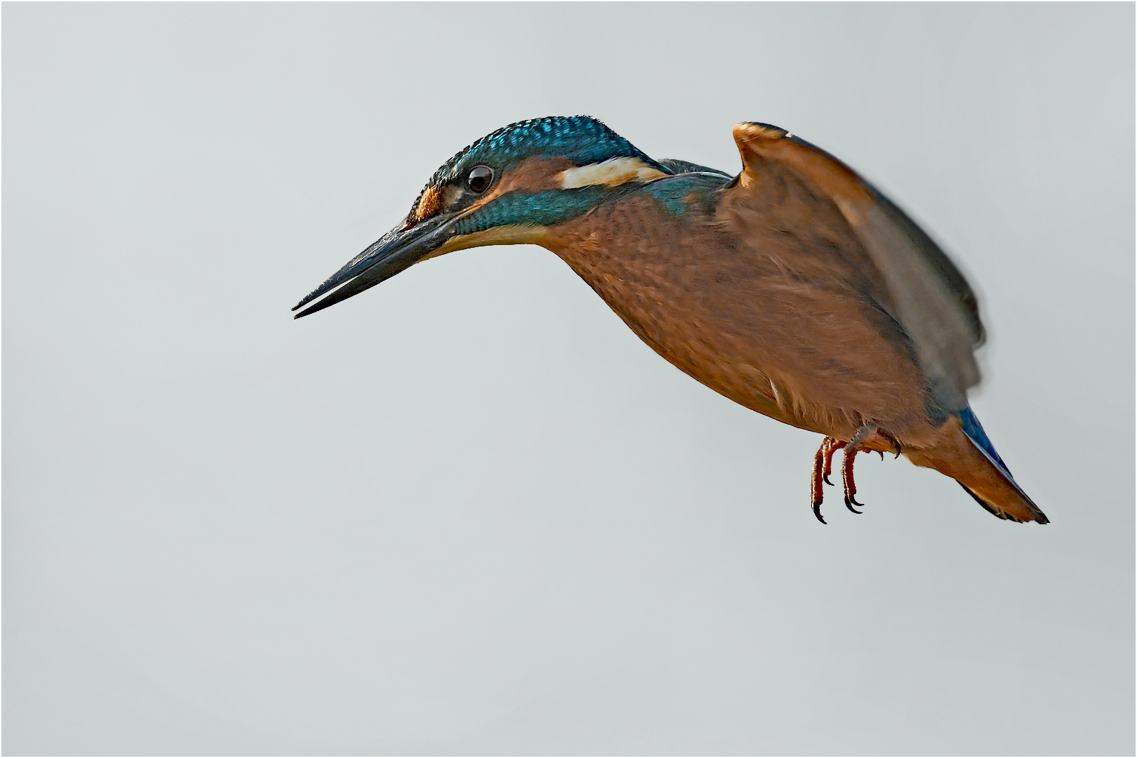 Eisvogel im Rüttelflug