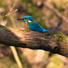 Eisvogel im Ruhrpott