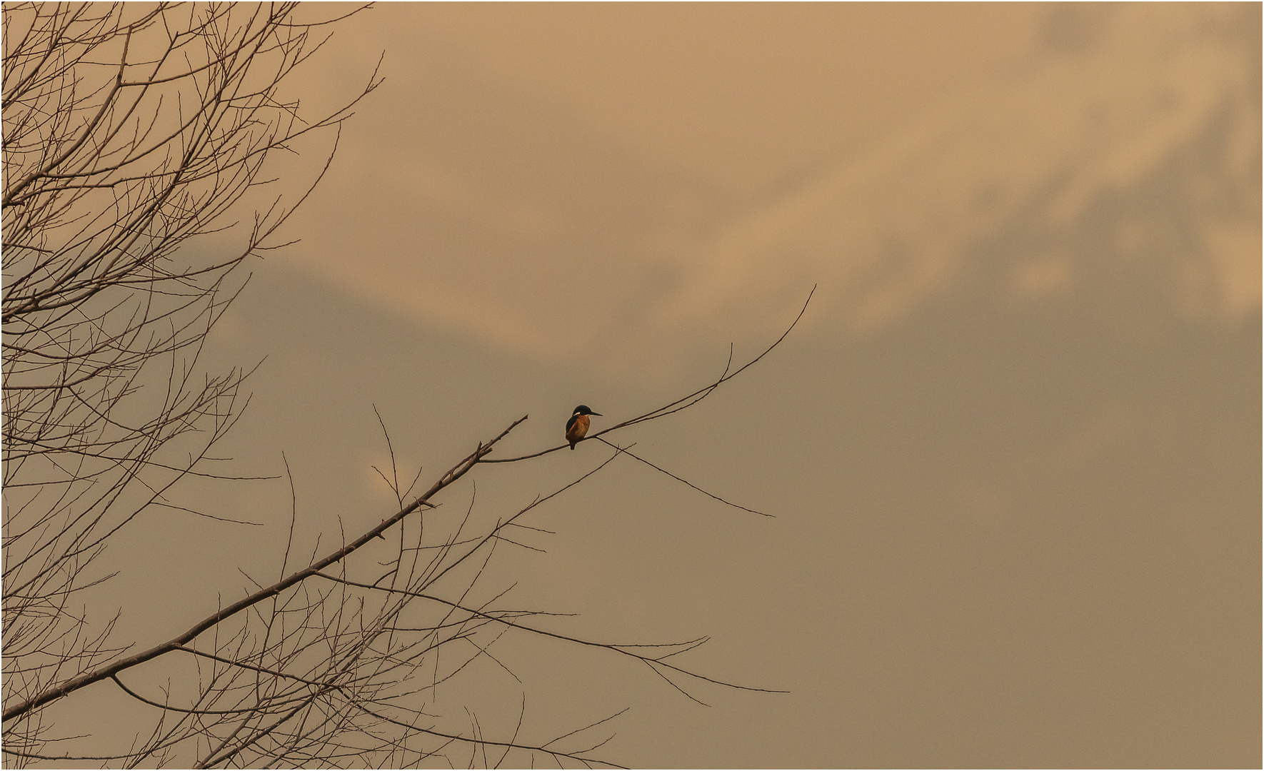 Eisvogel im Saharastaublicht