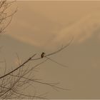 Eisvogel im Saharastaublicht