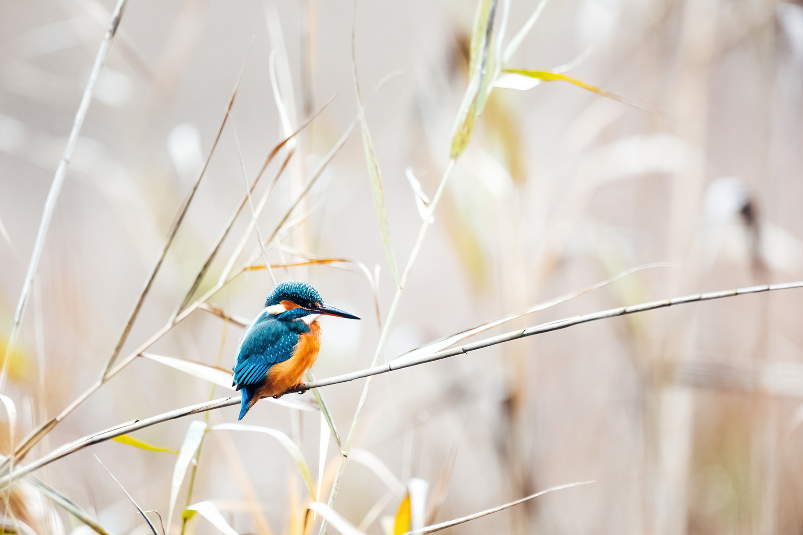 Eisvogel im Schilf