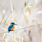 Eisvogel im Schilf