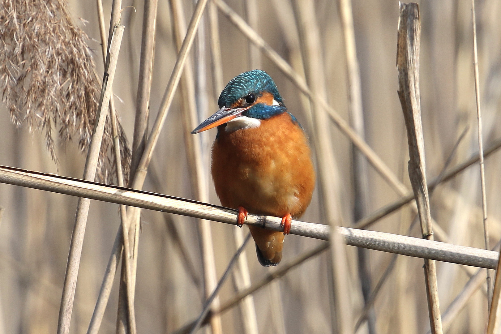 Eisvogel im Schilf