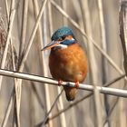 Eisvogel im Schilf