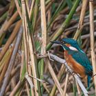 Eisvogel im Schilf