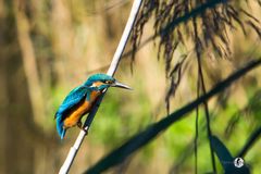 Eisvogel im Schilf