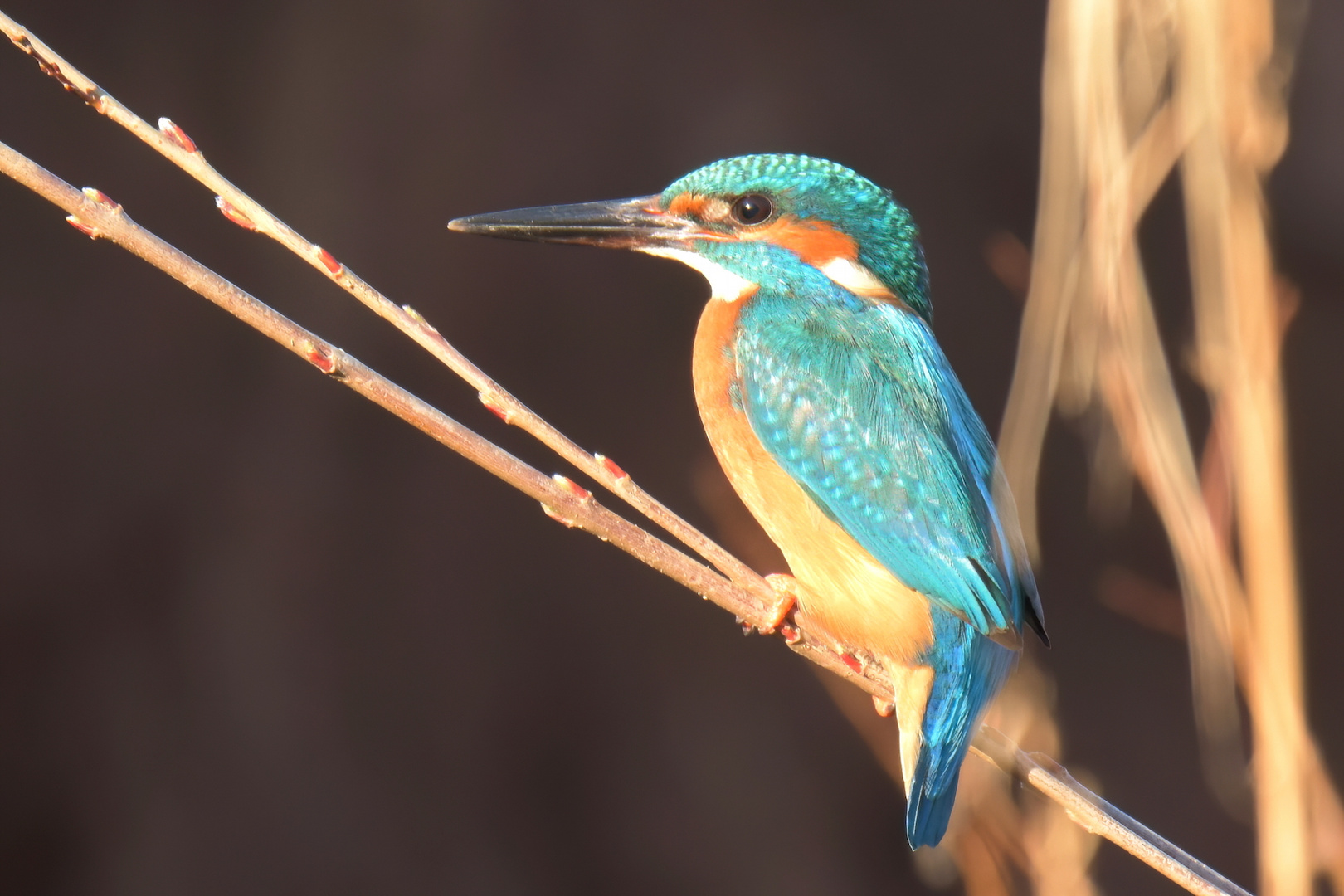 Eisvogel im Schilf