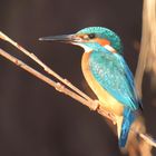 Eisvogel im Schilf