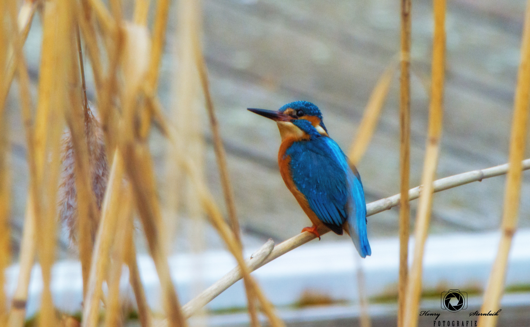 Eisvogel im Schilf