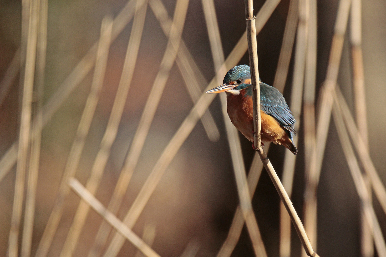 Eisvogel-im-Schilf