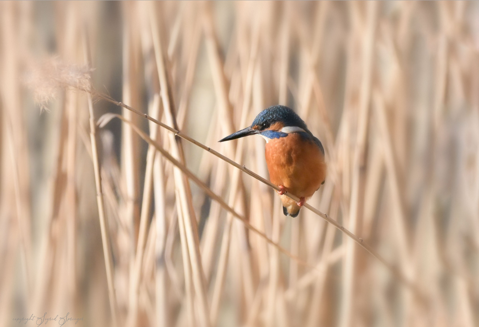 Eisvogel im Schilf