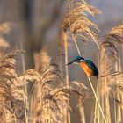 Eisvogel im Schilf