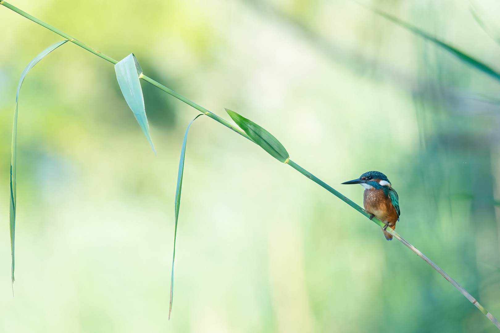 Eisvogel im Schilf