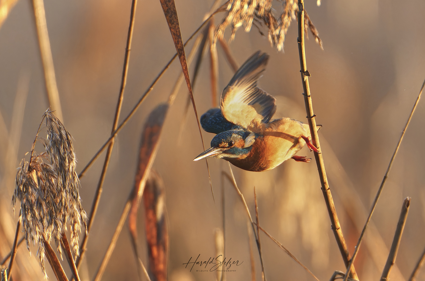 Eisvogel im Schilf 