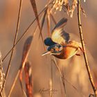 Eisvogel im Schilf 