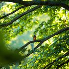 Eisvogel im Schlosspark