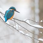 Eisvogel im Schnee