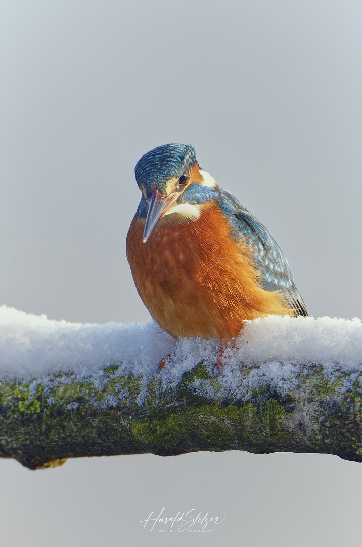 Eisvogel im Schnee