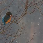 Eisvogel im Schnee