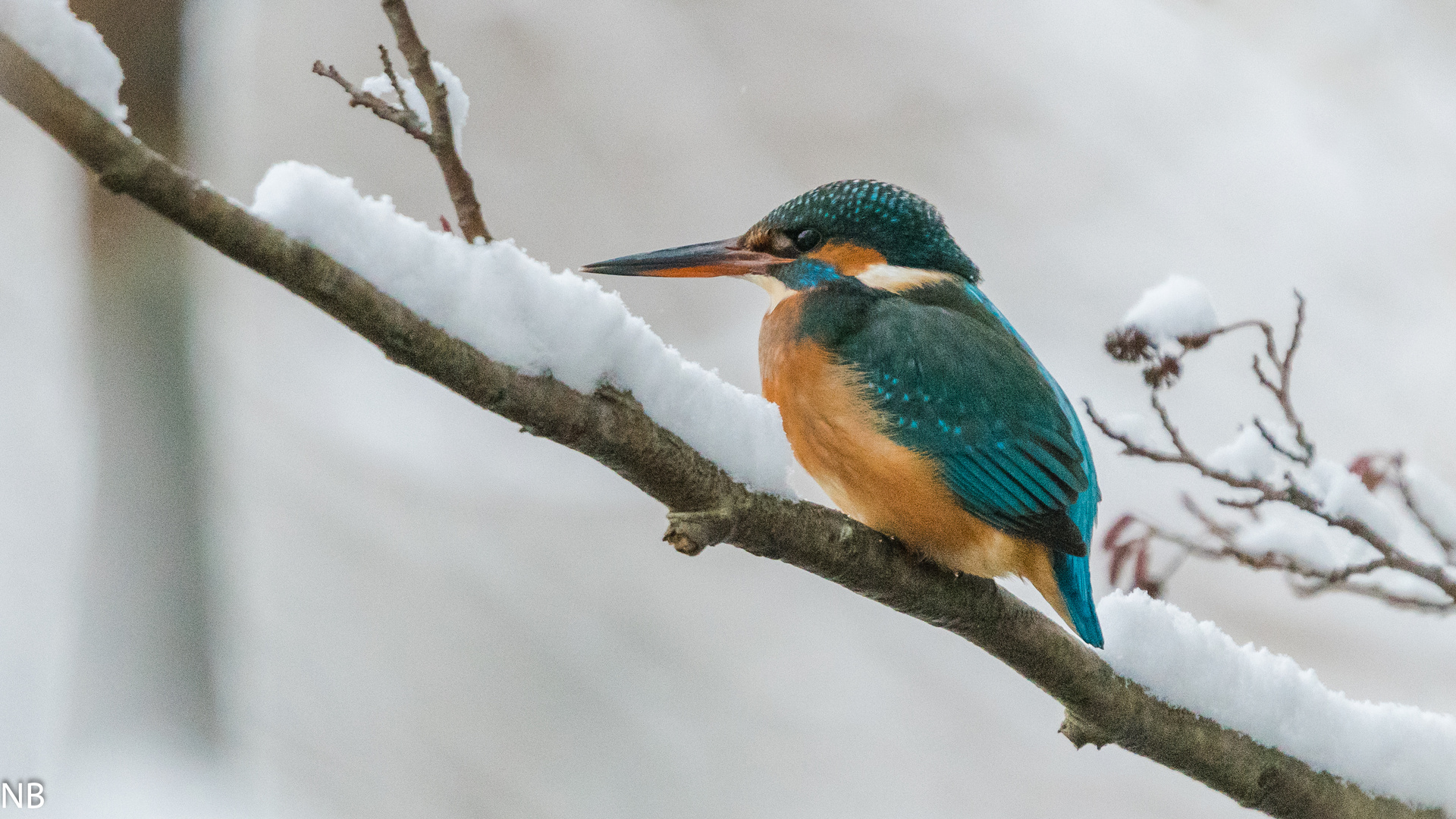 "Eisvogel im Schnee 2024"