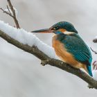 "Eisvogel im Schnee 2024"